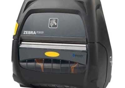 zebra